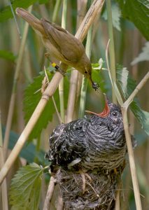 Reed warbler feeding cuckoo
